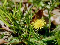 子供の頃から好きだった　タンポポ