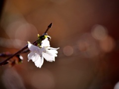 冬桜２