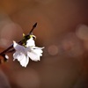 冬桜２