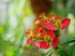 温室の花２