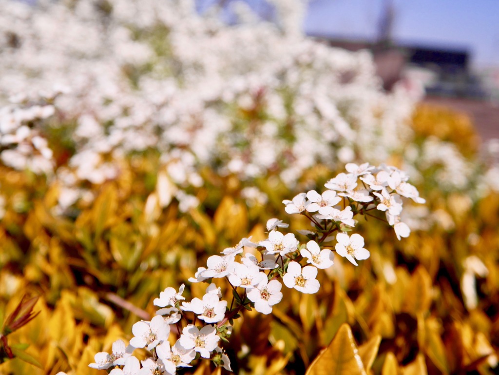 ユキヤナギの天下