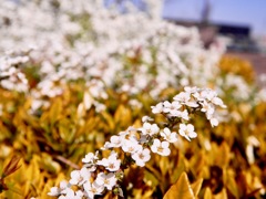 ユキヤナギの天下