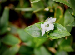 トキワツユクサ