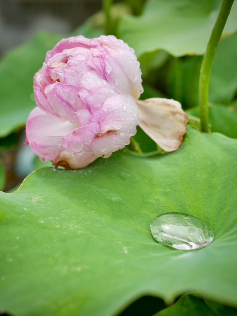 雨上がり