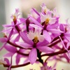 温室の花３