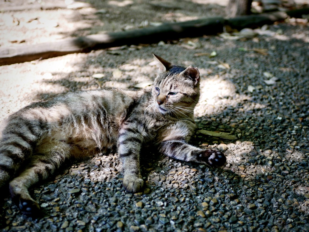 木陰でひと休み