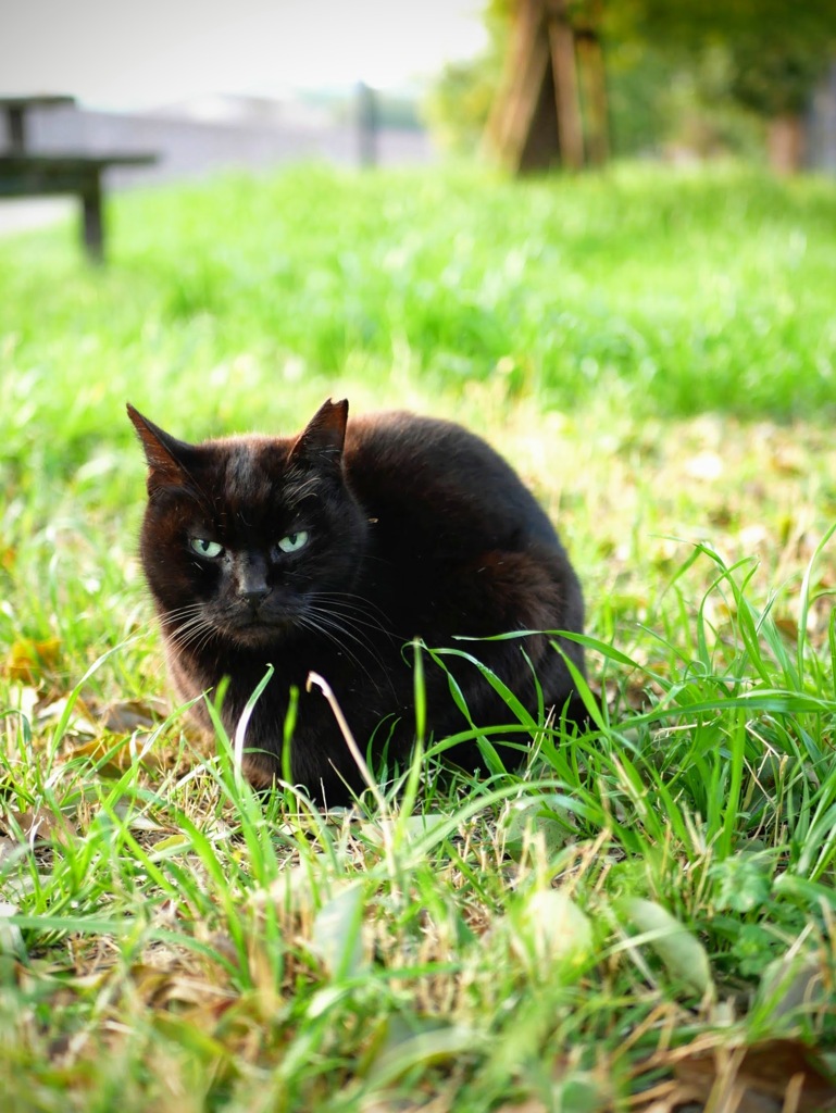 今朝のニャンコ