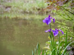 池の辺り