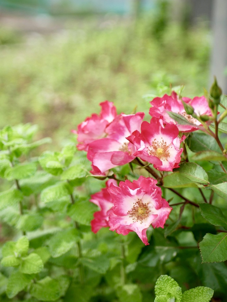一重の薔薇が好き