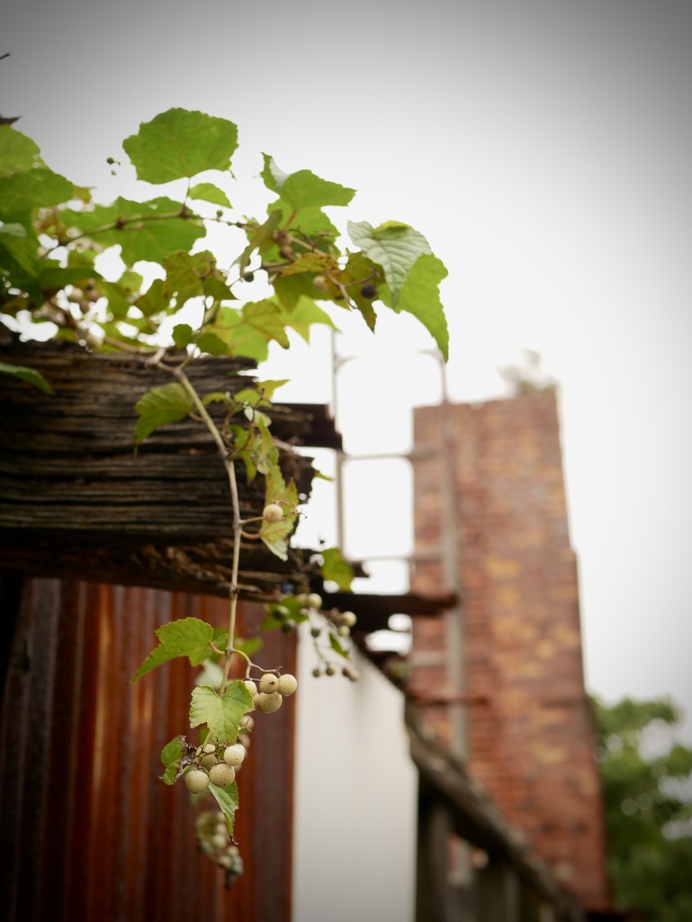 ノスタルジア　常滑　１