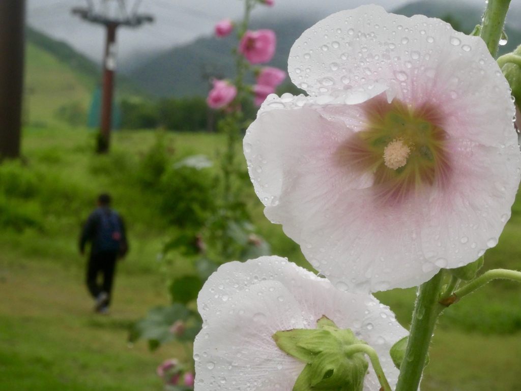 雨の栂池高原にて５