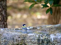 水場のシジュウカラ
