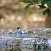 水場のシジュウカラ