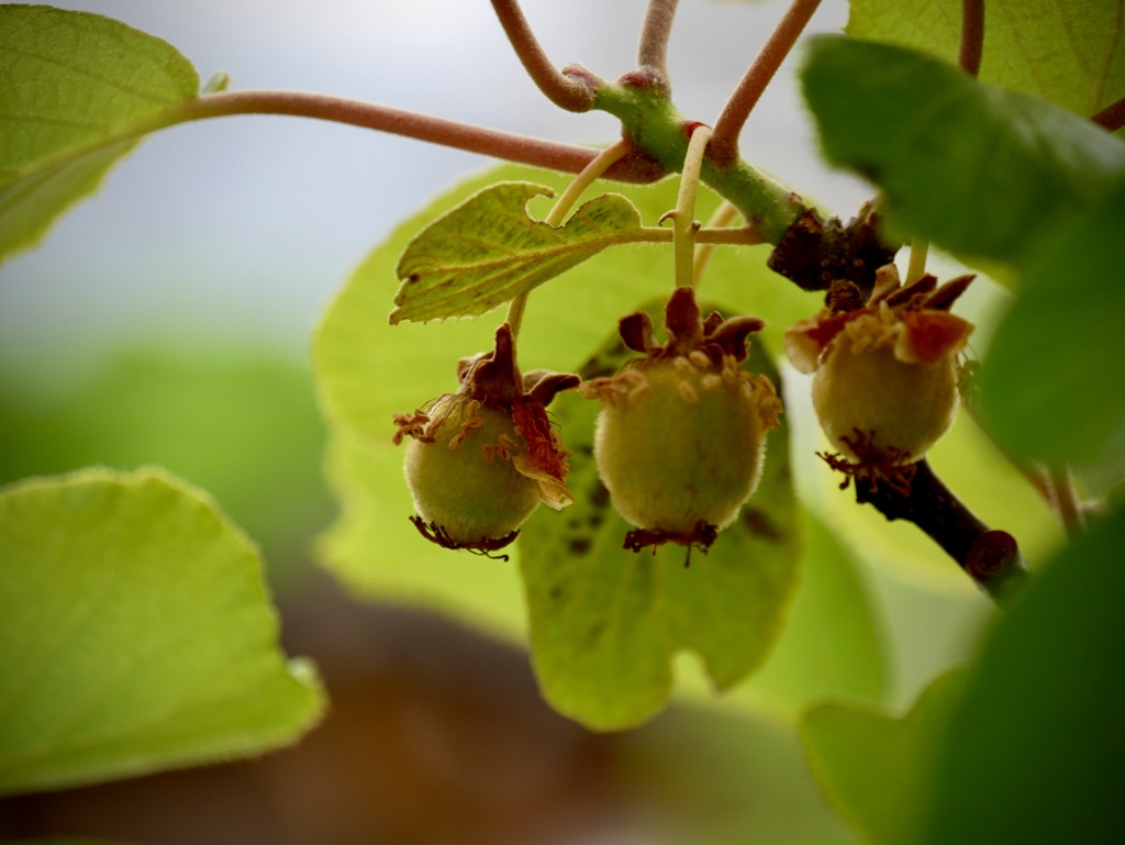 長居植物園にて９