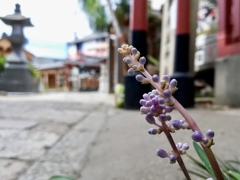 お盆の尼崎えびす神社４