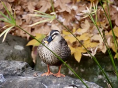 鴨さん
