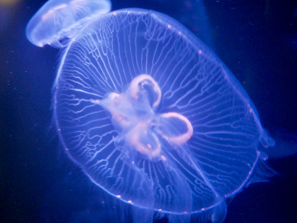 海月