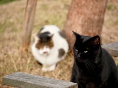 蓬川の黒猫