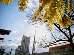 ミモザと阪神電車