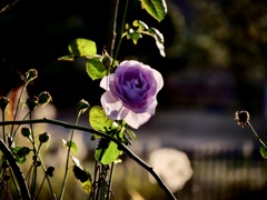 冬の薔薇