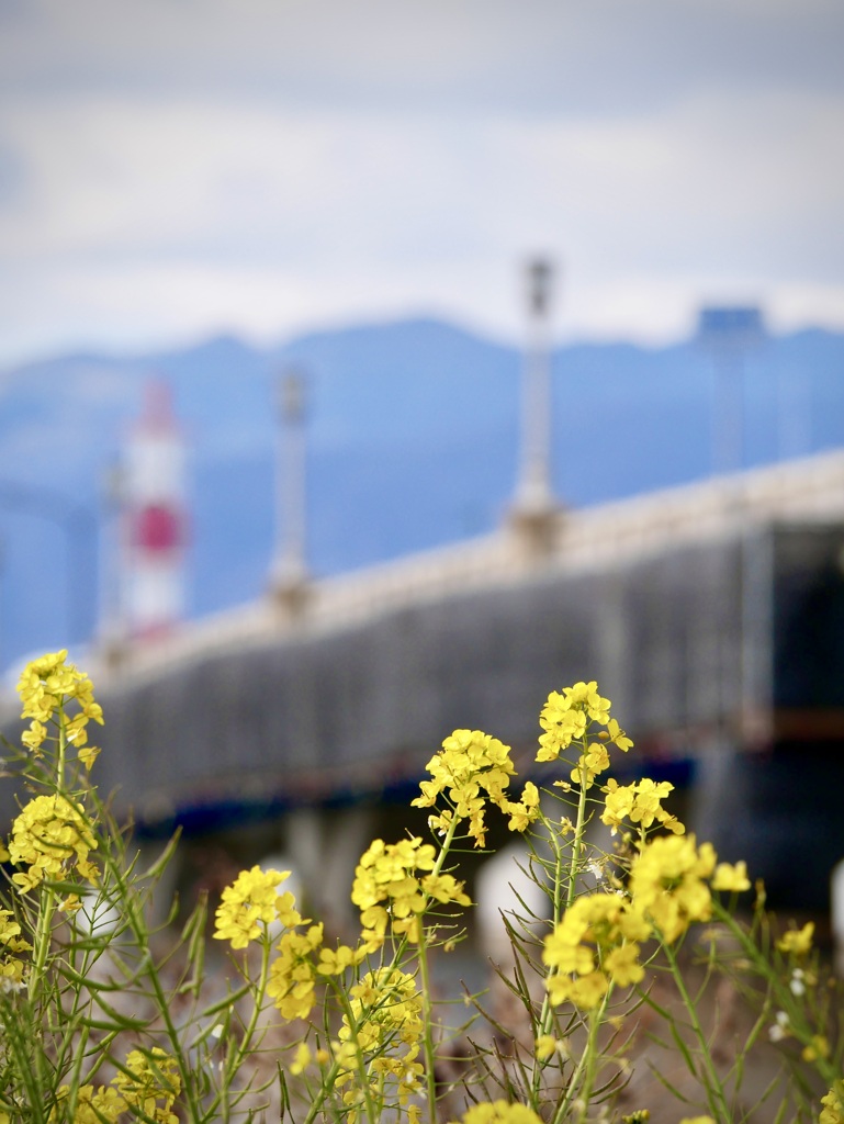 武庫川の菜の花