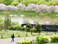 桜見散歩