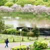 桜見散歩