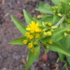 富士山五合目の花８