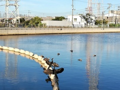 北堀運河の鳥たち