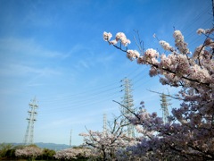 桜と鉄塔と青い空