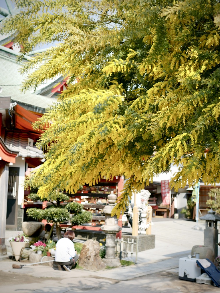 ミモザ満開間近