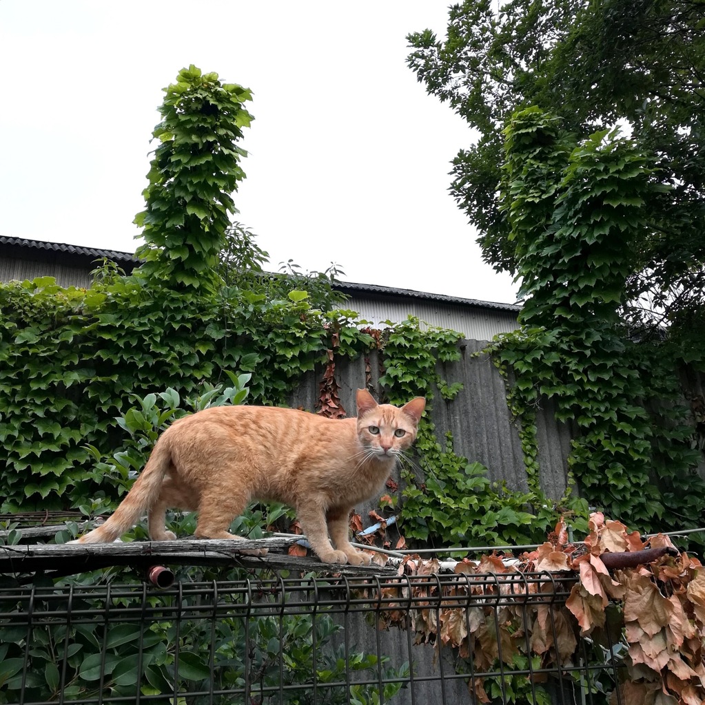 散歩写真　ねこ