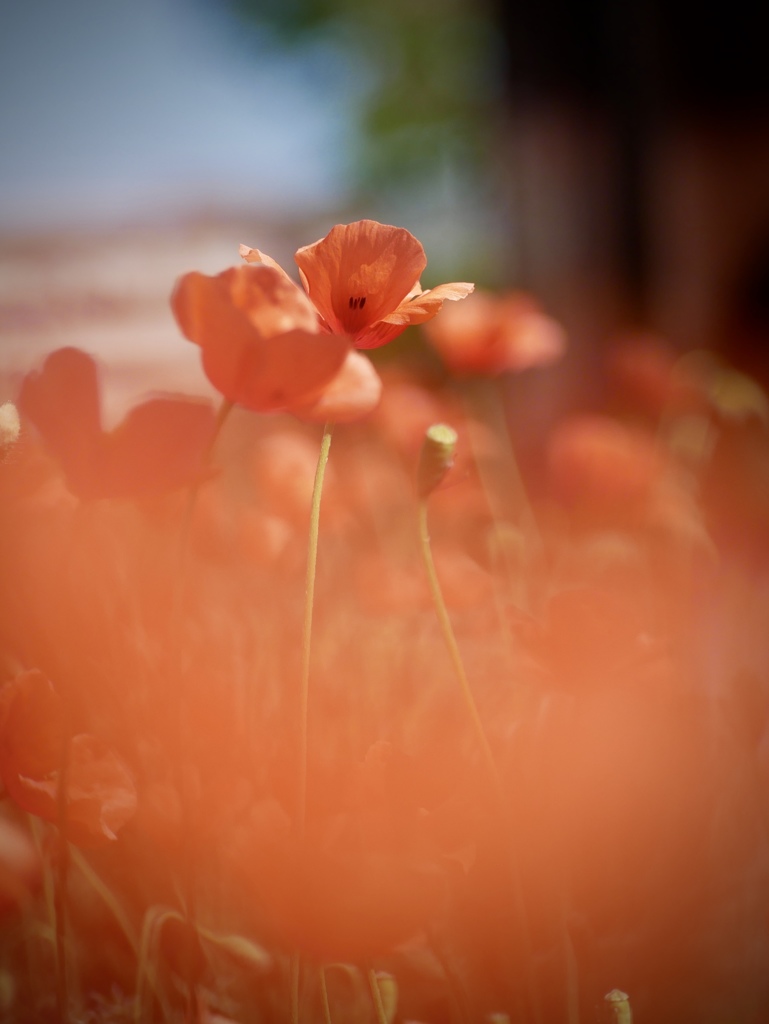 ナガミヒナゲシ２