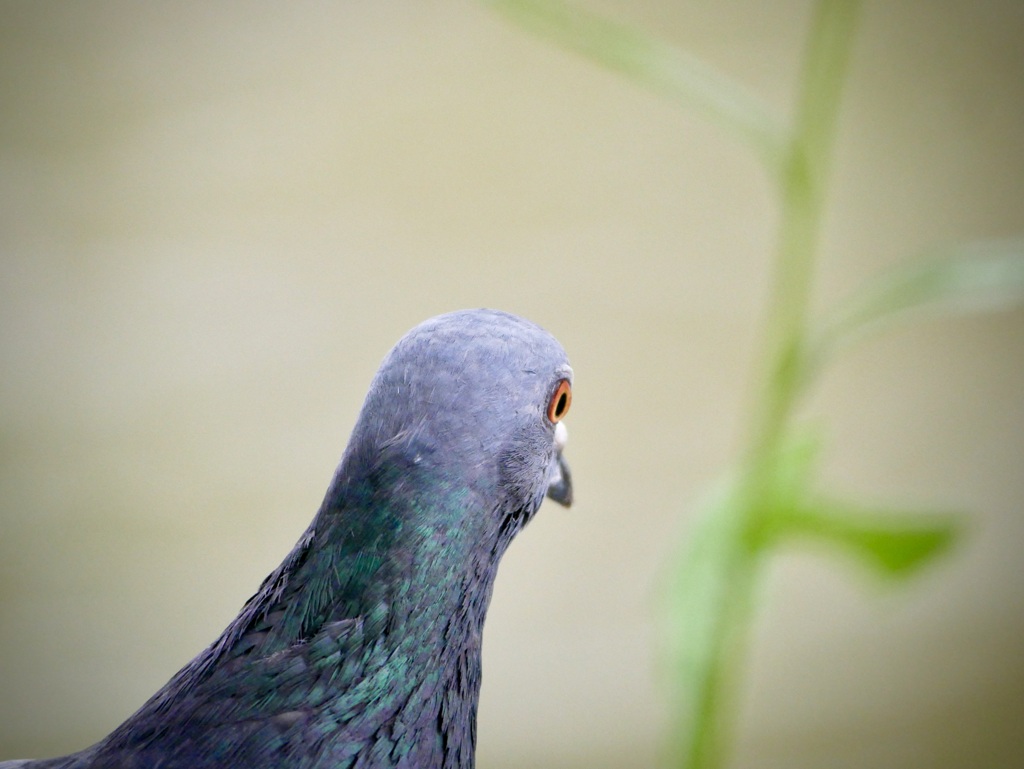 鳩の目
