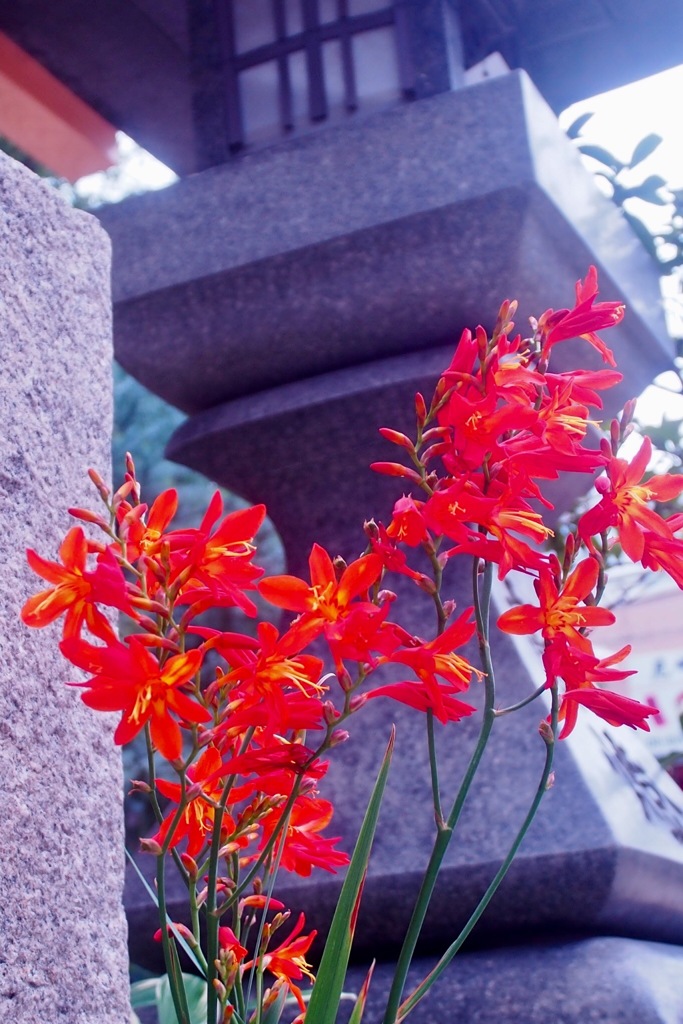 尼崎えびす神社にて