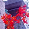 尼崎えびす神社にて
