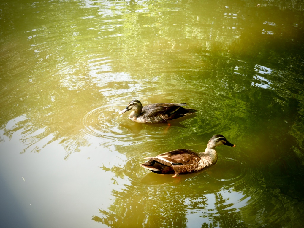 公園の小さな池にて３