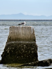 甲子園浜のウミネコ