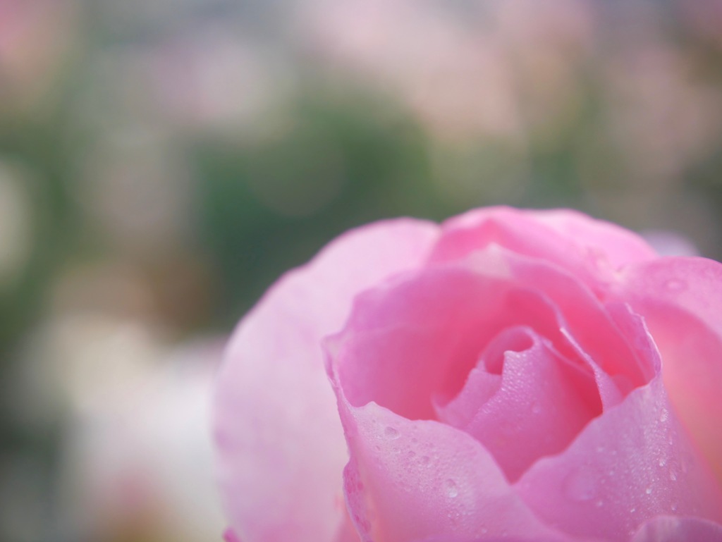 冬の冷たい雨に耐える薔薇２
