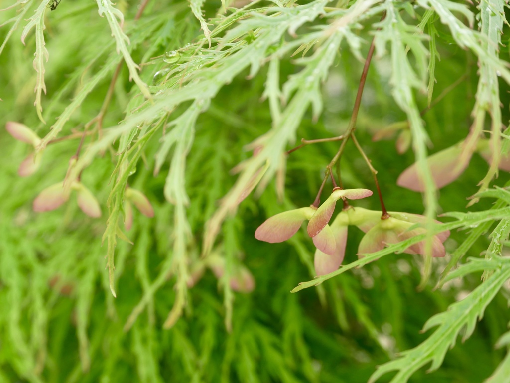 雨上がりの尼崎えびす神社８