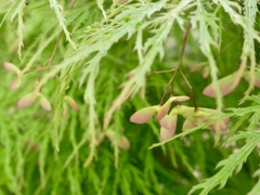 雨上がりの尼崎えびす神社８