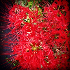 彼岸花１