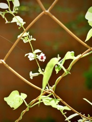 梅雨明けの朝　２