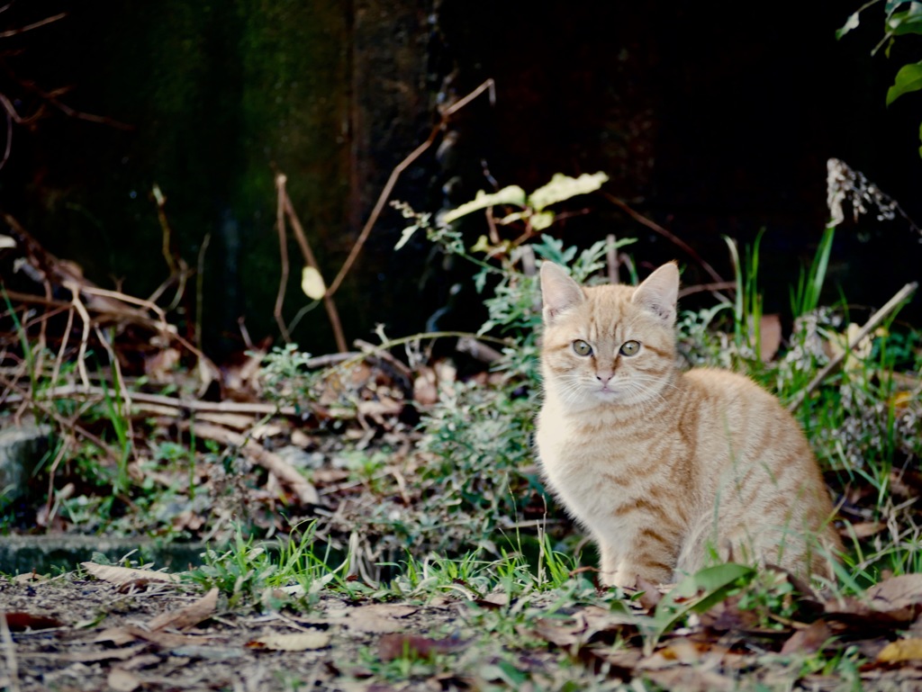 子猫