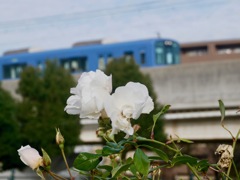 冬バラと阪神電車