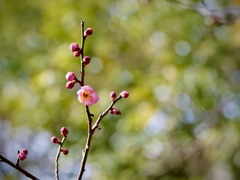 紅一輪