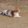 ノラ４