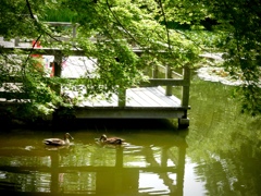 公園の小さな池にて２