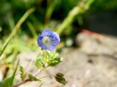 小さくて可愛い花なのに、名前が・・