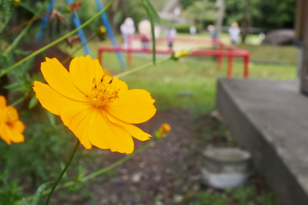 嘉例川駅の花２